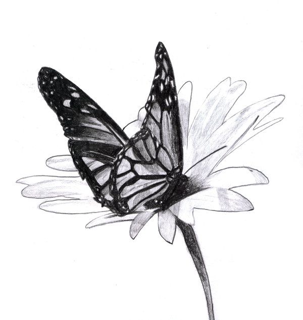 Butterfly Drawing | How To Draw ...