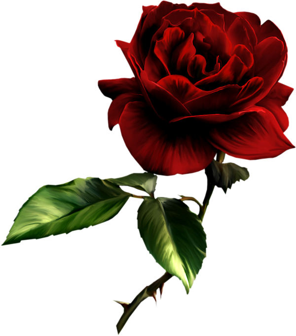 Rose Png - ClipArt Best