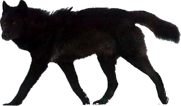 Wolf Png - ClipArt Best