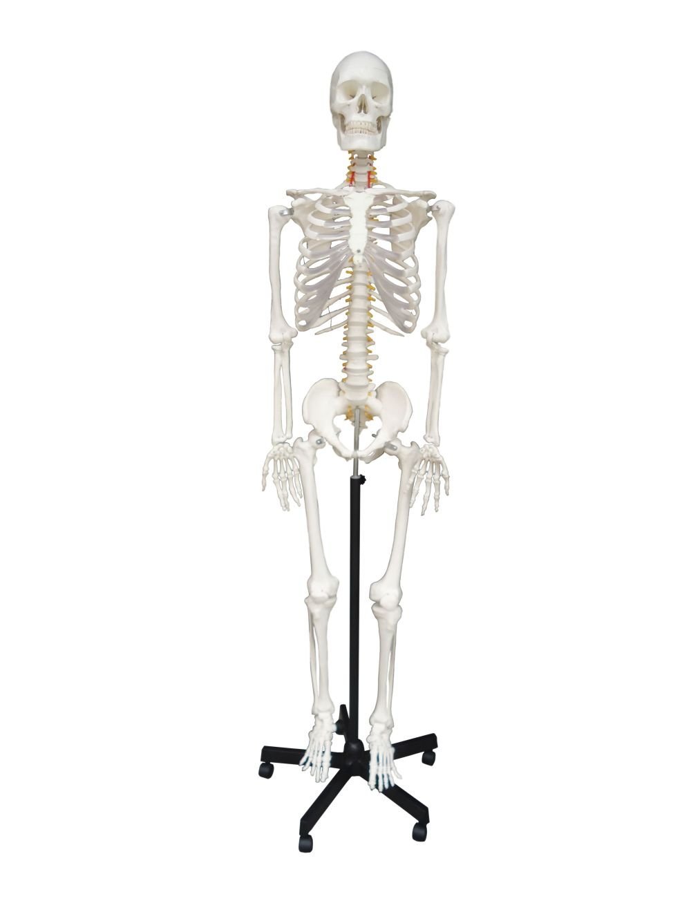 Wellden Medical Anatomical Human Skeleton Model, 170cm, Life Size ...