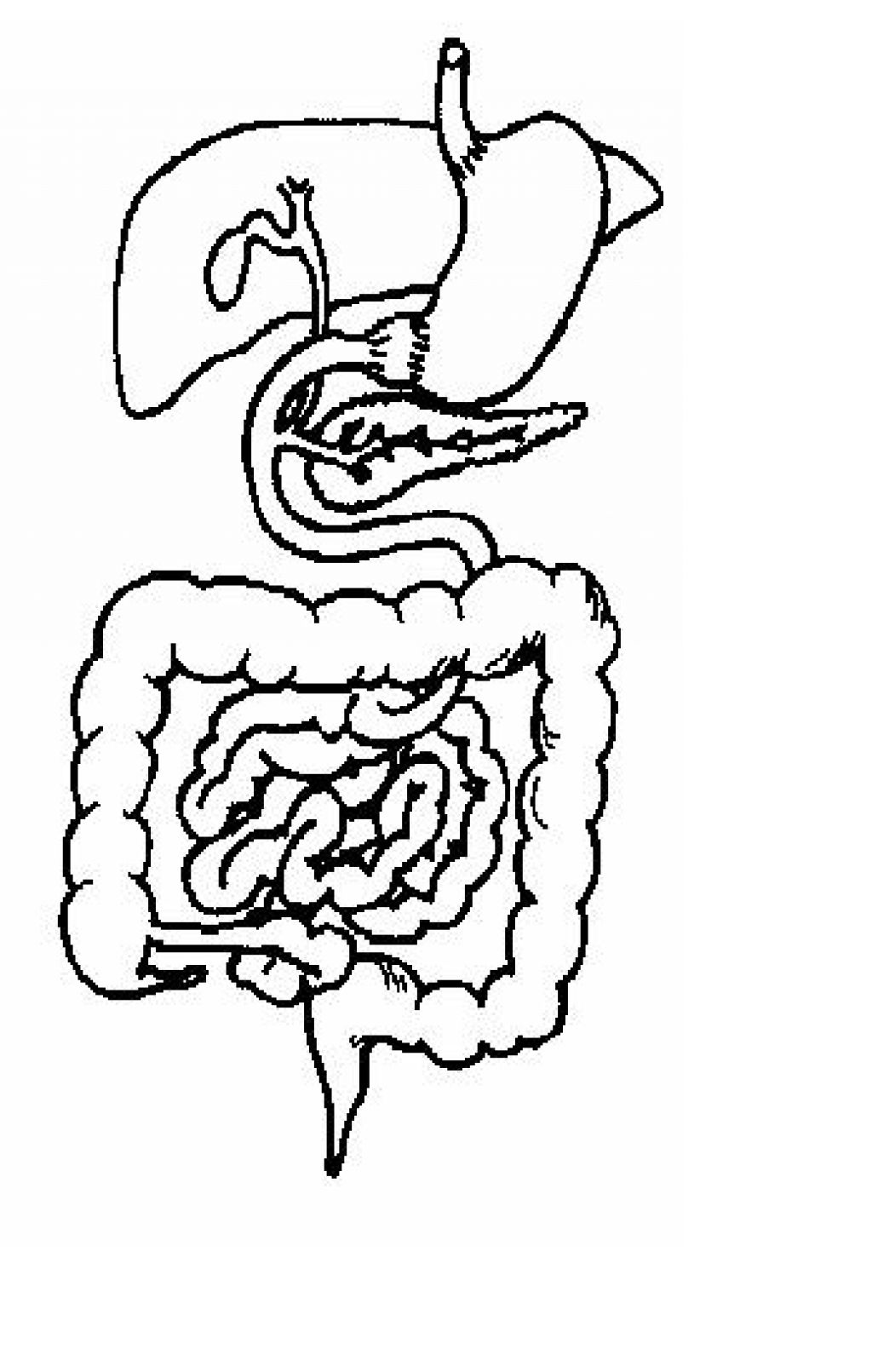 digestive system clipart