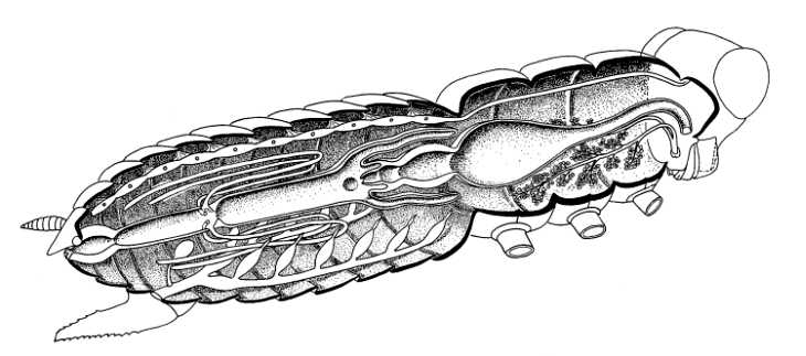 Biological drawings. Insect Internal Structures. Biology teaching ...