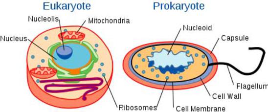Prokaryotic Cell Parts, Functions & Diagram