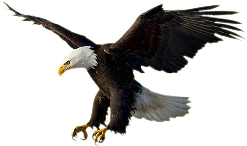 Free bald eagle clipart