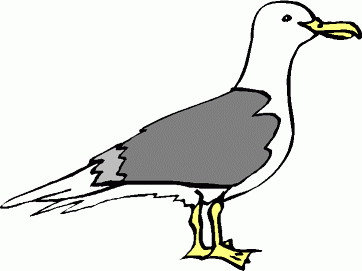 Seagulls Graphics Clipart