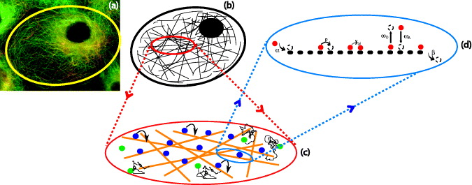 Exclusion processes on networks as models for cytoskeletal ...