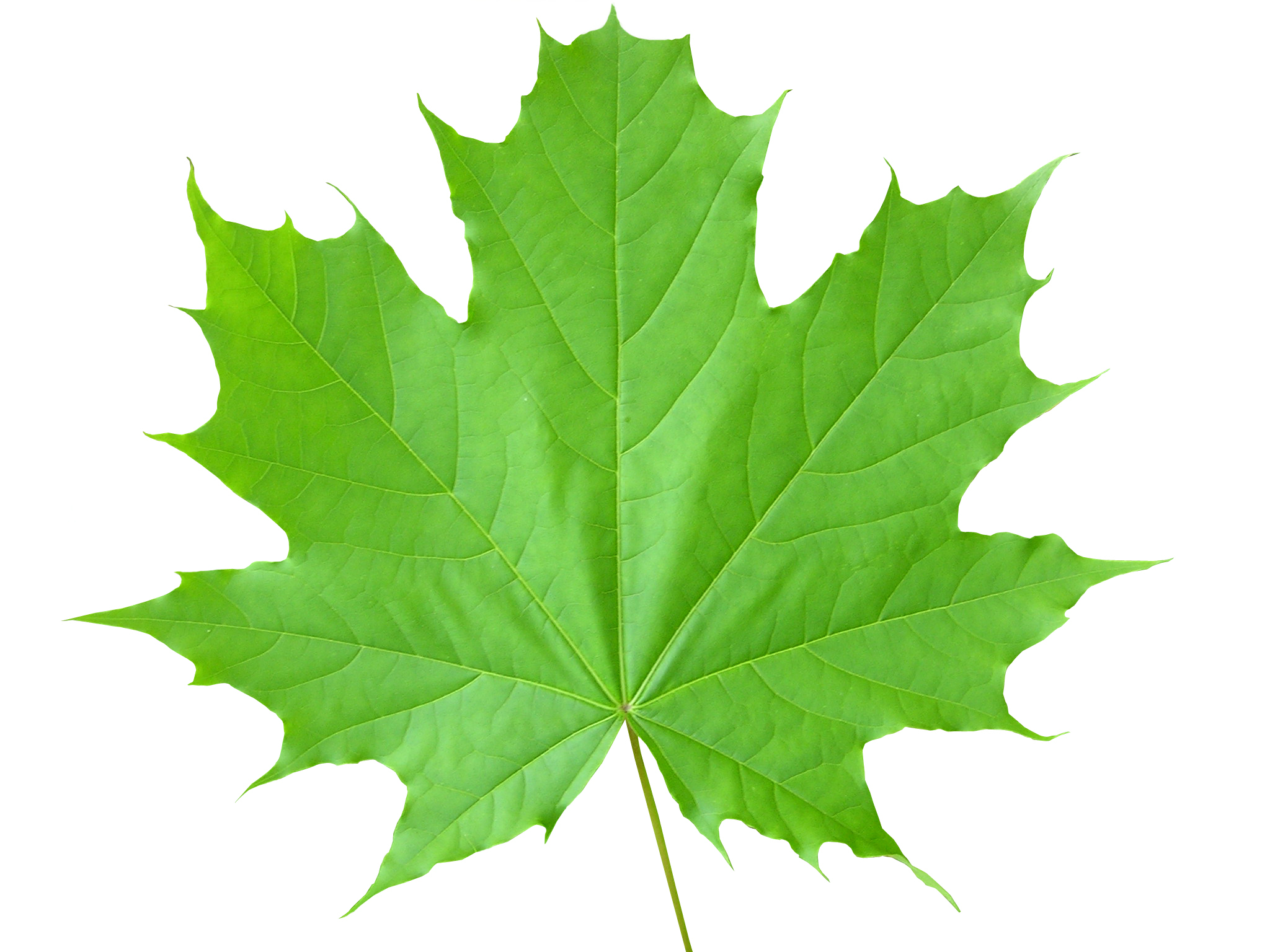 Images Of Maple Leaves | Free Download Clip Art | Free Clip Art ...