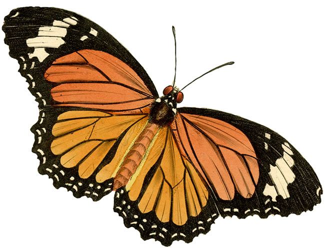 1000+ images about Butterflies illustrations ...