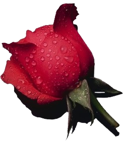 Flowers World: A Red Rose- The Traditional Symbol of Love