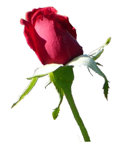 Free Graphics of Red Rose Buds - ClipArt Best - ClipArt Best