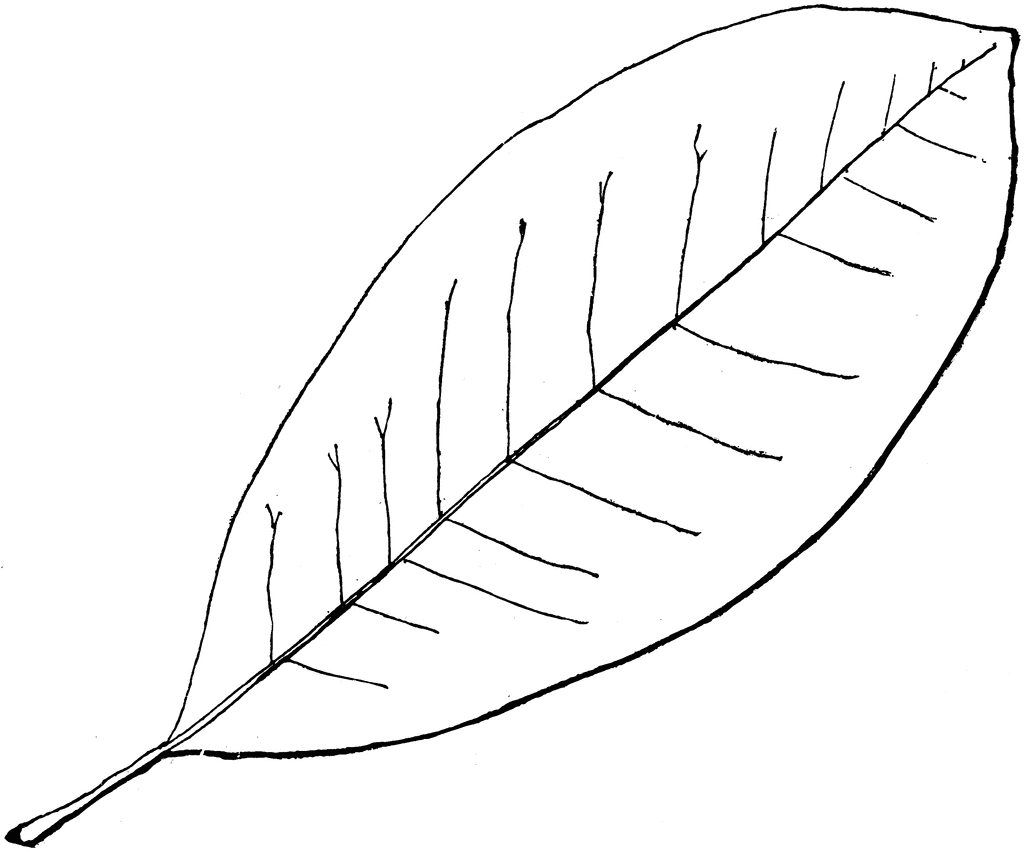 clip art leaves outline - photo #46