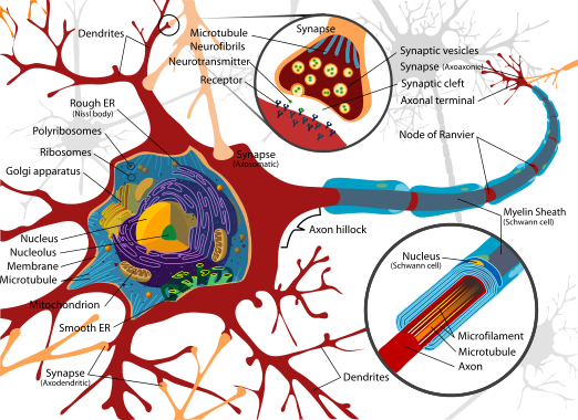 Fundamentals of Neuroscience/Neural Cells - Wikiversity
