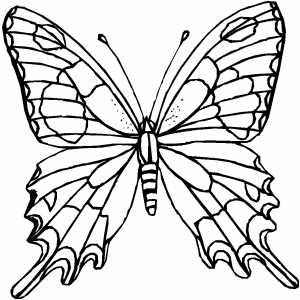 Butterfly Outline Drawings