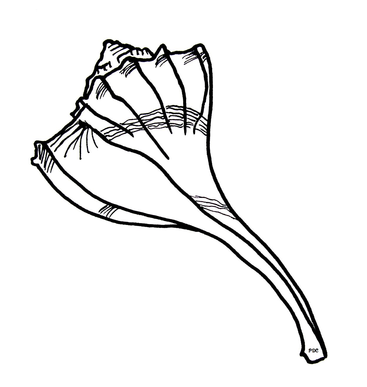 Seashell Drawing - ClipArt Best