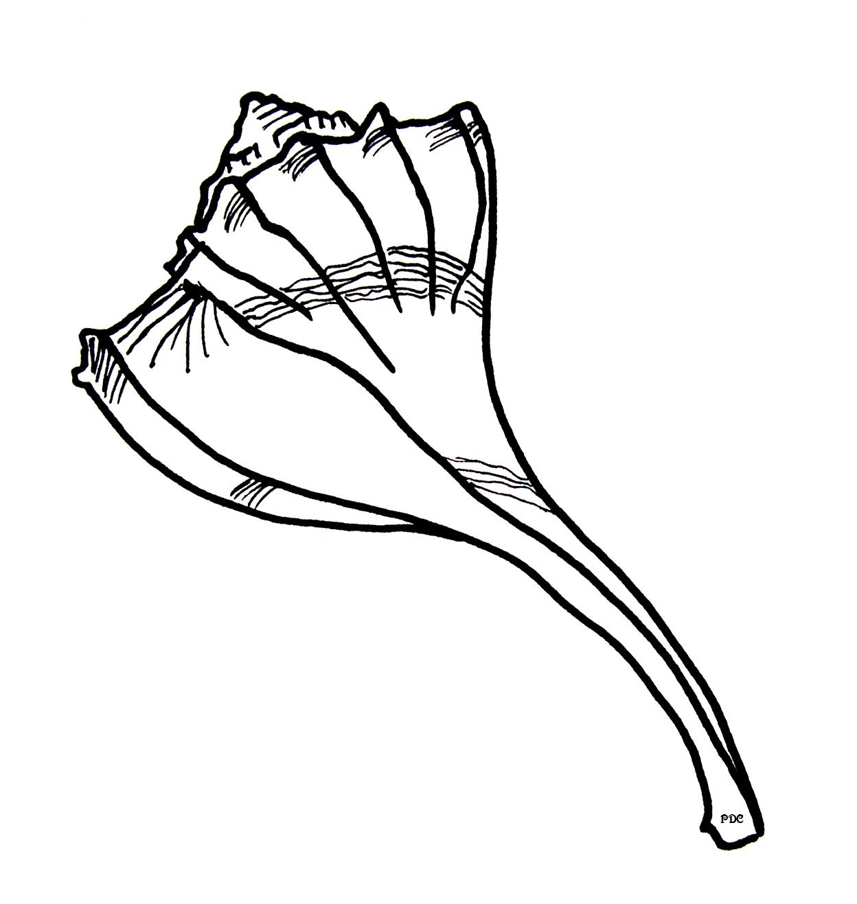 Seashell Template - ClipArt Best