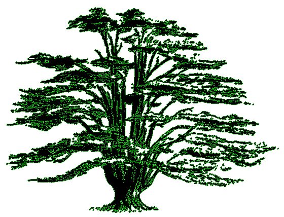 clipart cedar tree - photo #3