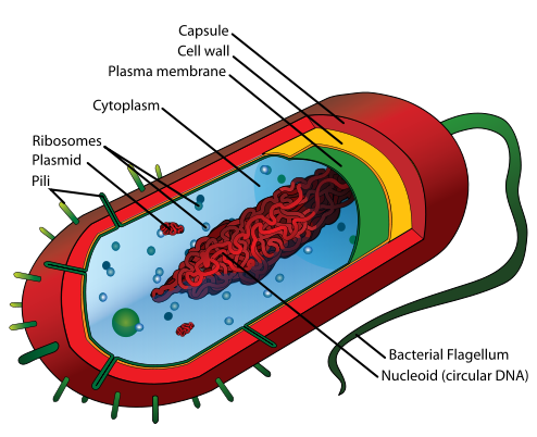 Cell (biology)