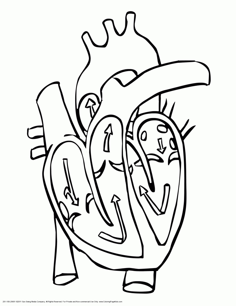 Blank Heart Diagram - Human Anatomy Library