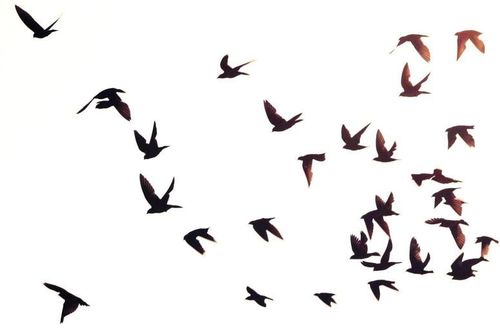 Birds In Flight Silhouette - ClipArt Best