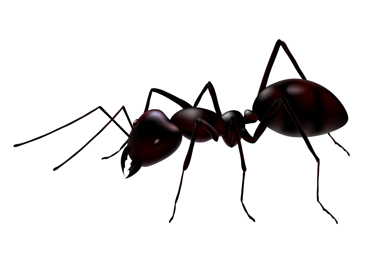 How many legs do ants have clipart best