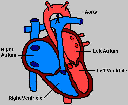 The Human Heart Diagram Labeled