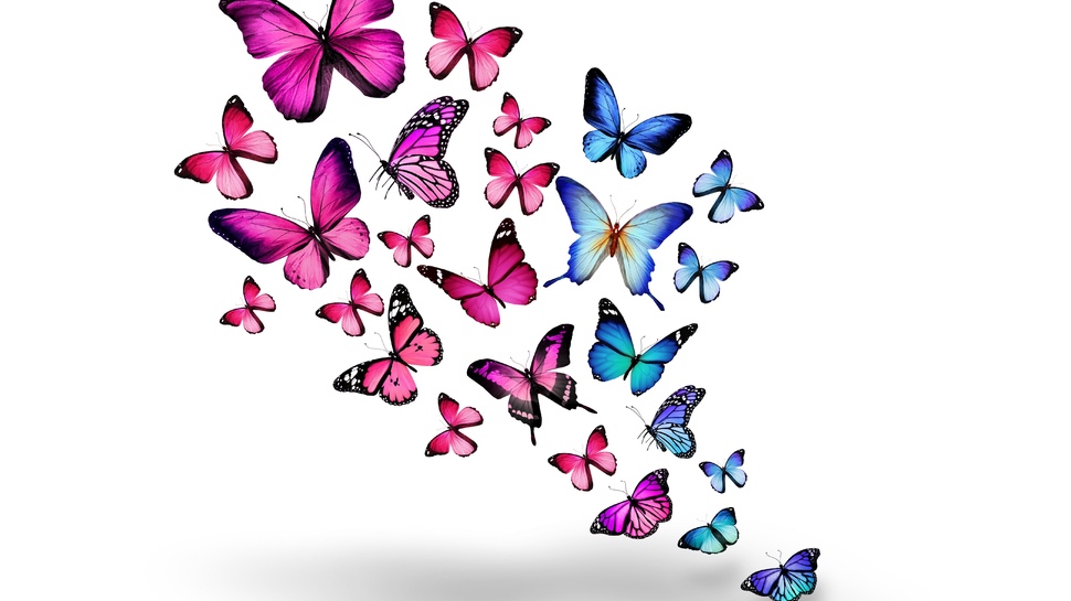 669 views pink, pink, blue, blue, butterfly, 3d, butterflies, 3d wallpaper ...