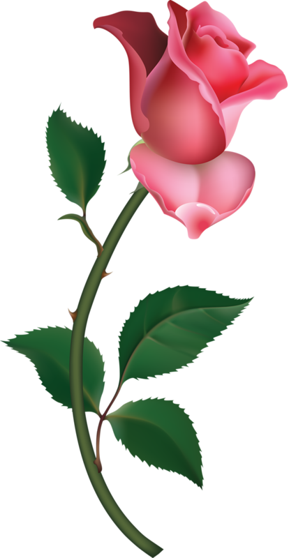 Pink rose clipart png
