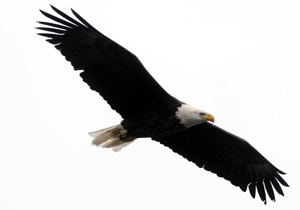 soaring eagle clip art free - photo #17