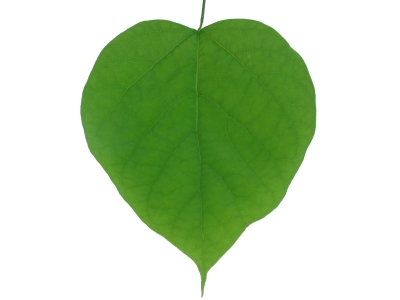 Simple heart leaf tree clipart