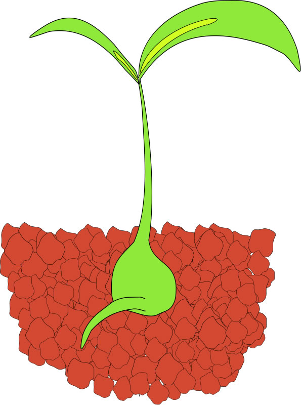 Seed Sprouting Clip Art - Pictures of Plants - Science for Kids