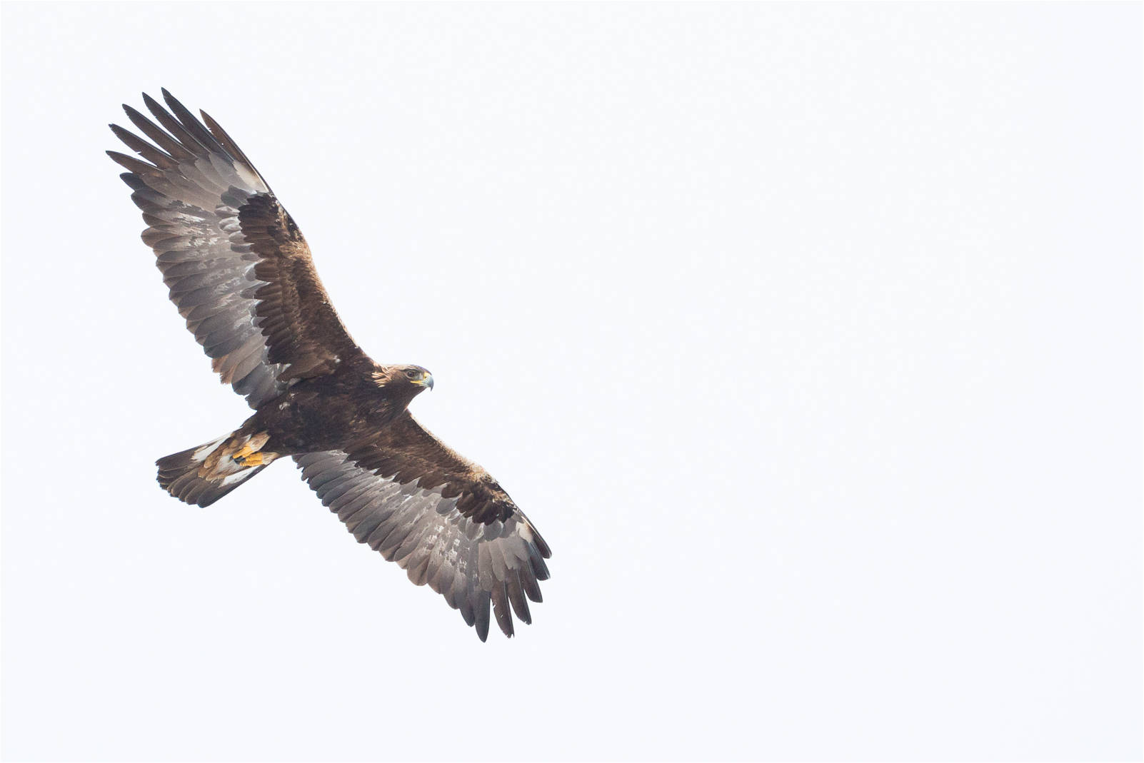 soaring eagle clip art free - photo #33