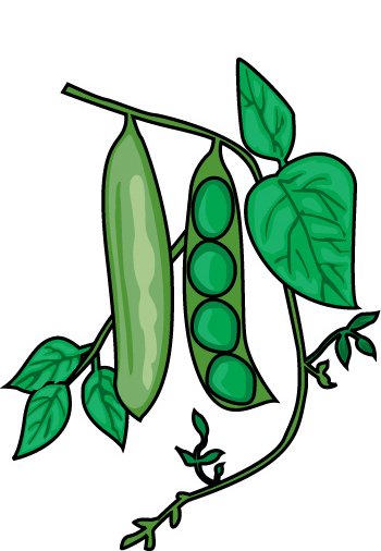 free clipart green beans - photo #28