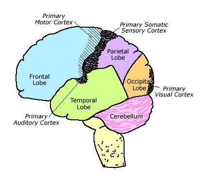Blank Diagram Of The Brain - ClipArt Best