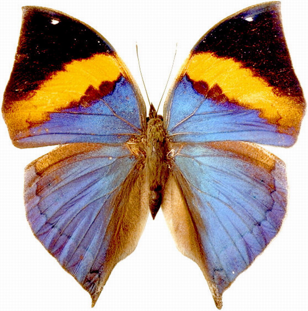 Free Butterfly Pictures - ClipArt Best