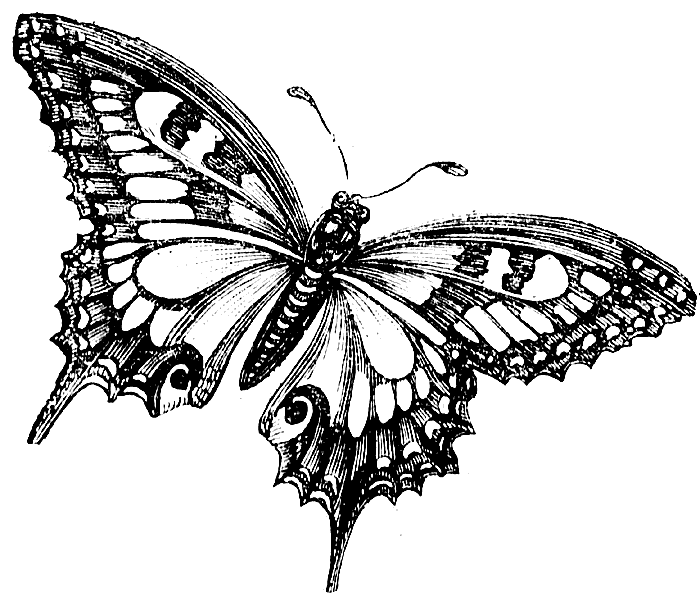 Butterfly Line Drawing - ClipArt Best