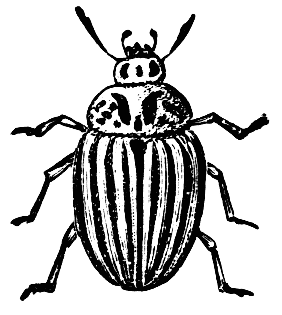 free black and white clip art bugs - photo #26