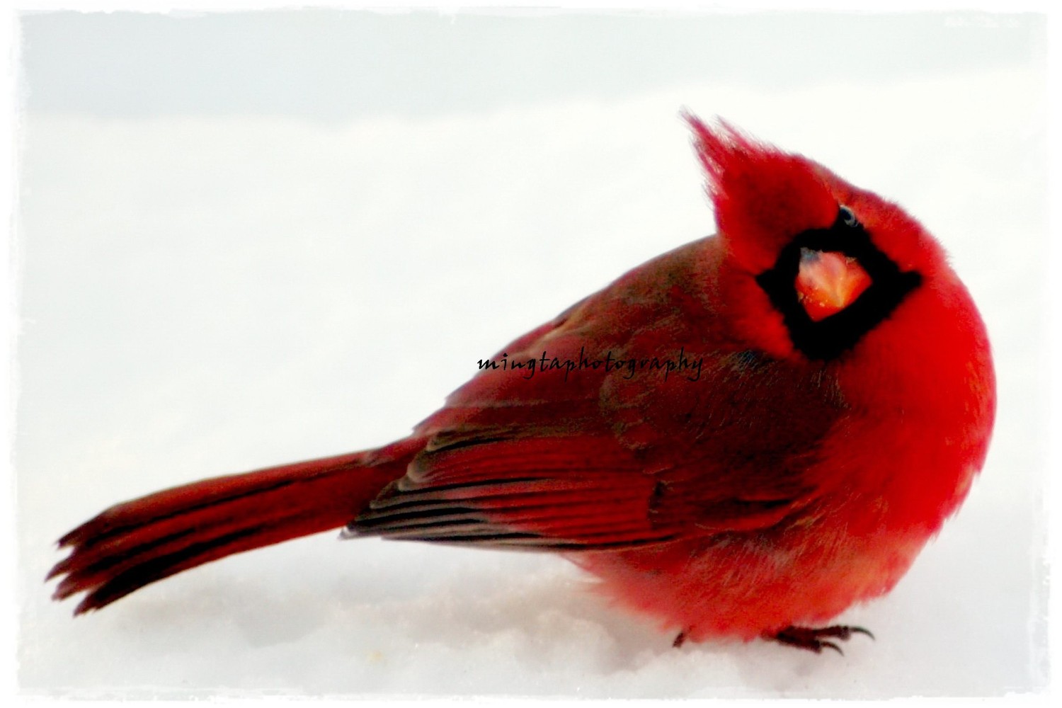 snow bird clip art - photo #36