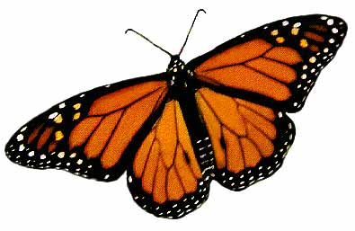Clipart monarch butterfly male