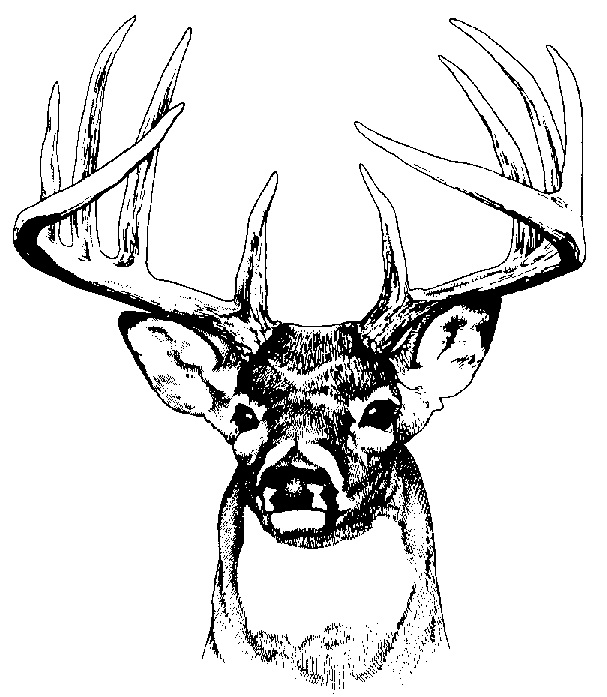 Buck deer skull clip art