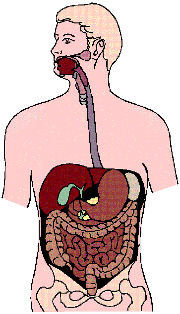 Unlabeled Digestive System Diagram - ClipArt Best