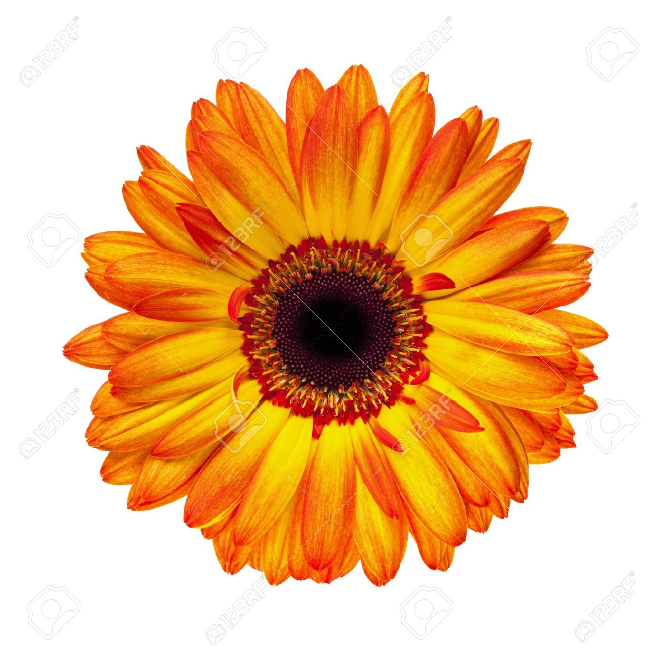Gerber Daisy Clip Art ClipArt Best