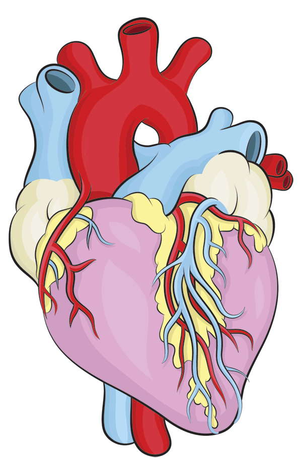 Cartoon Human Heart Clipart Best