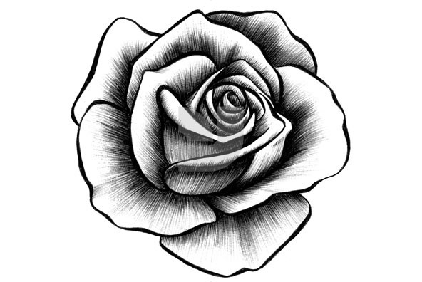 Cool Drawings Of A Rose