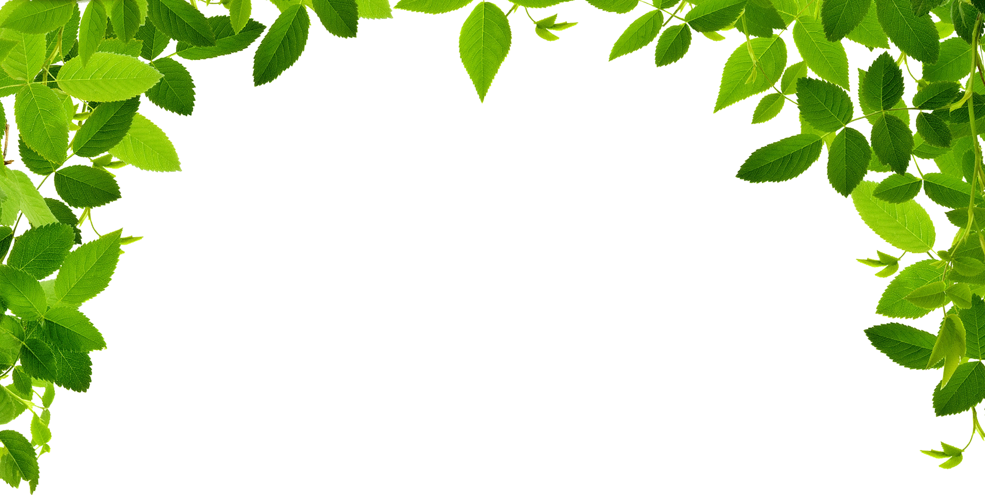 Jungle leaf borders with transparent background