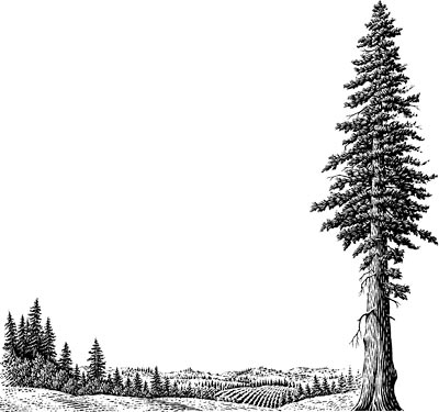 Redwood Tree DrawingBullockb