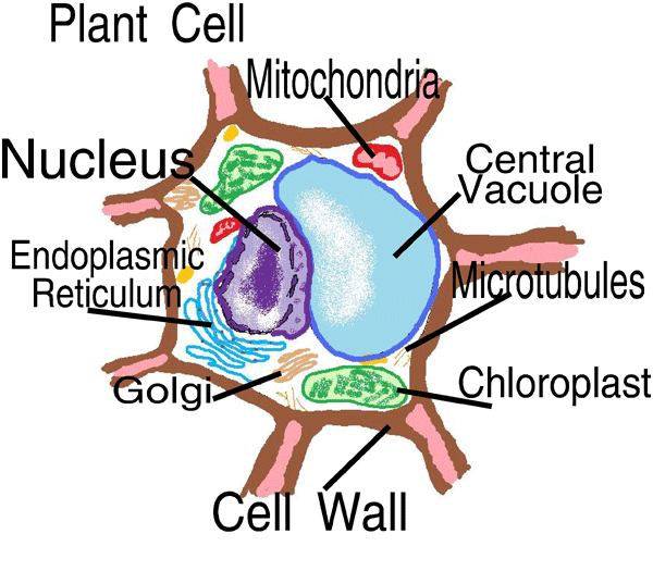 Simple Plant Cells For Kids : 5 Plant And Animal Cells Picture For ...