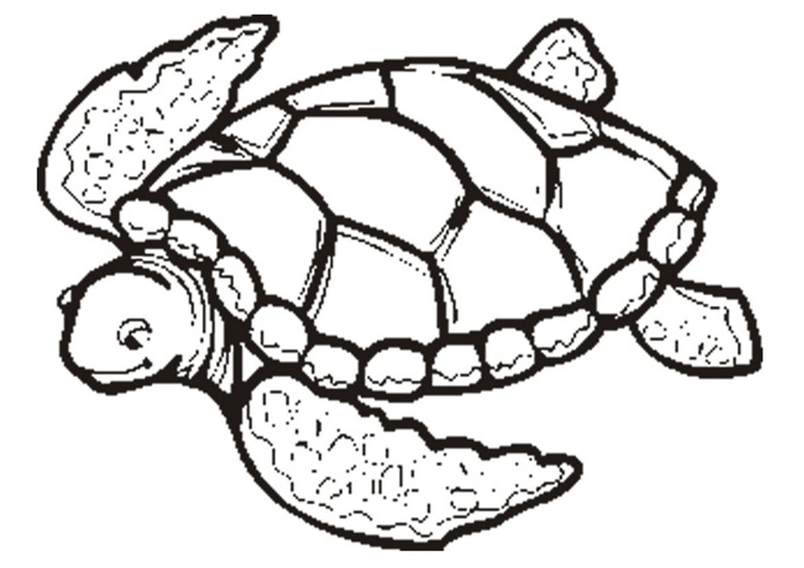 Sea Turtle Outline