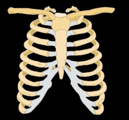 Rib Cage clip art Free vector in Open office drawing svg ( .svg ...