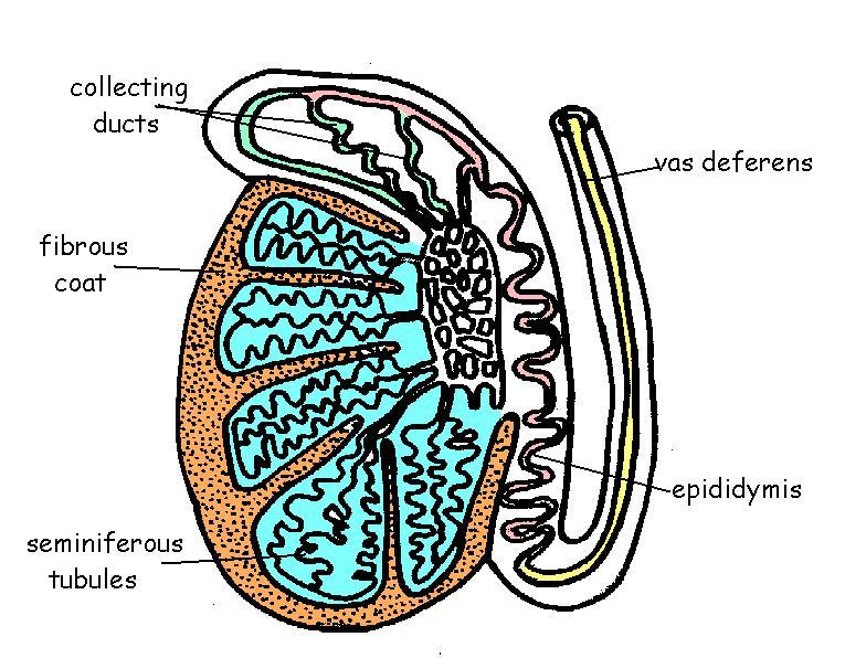 Male Reproductive System Labeled Clipart Best