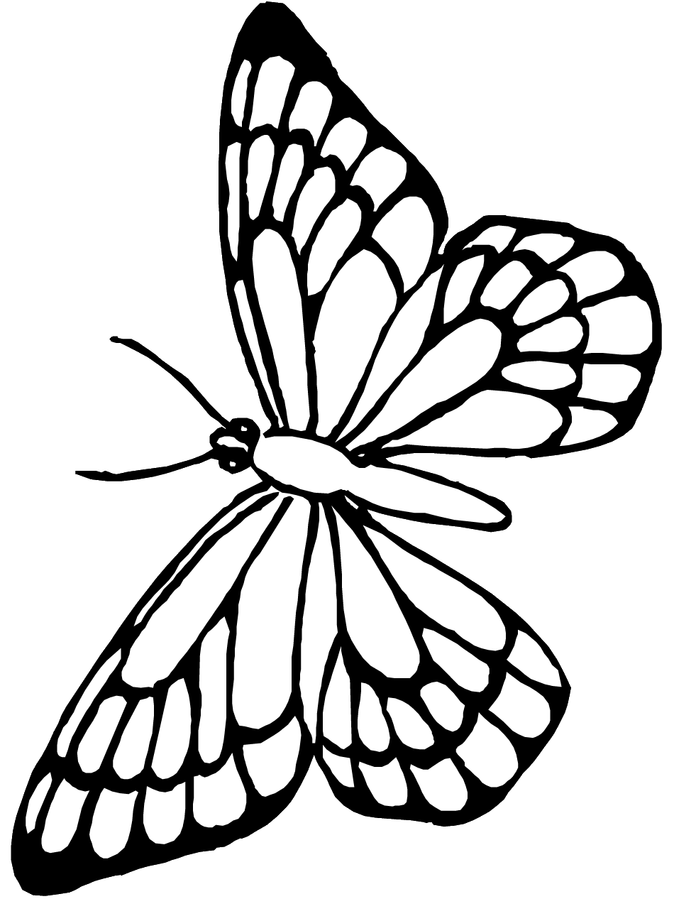 Printable Butterfly Coloring Page #2485